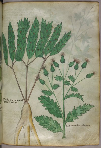 Ilustración botánica, c.1440 (tinta y color sobre vitela) de Italian School