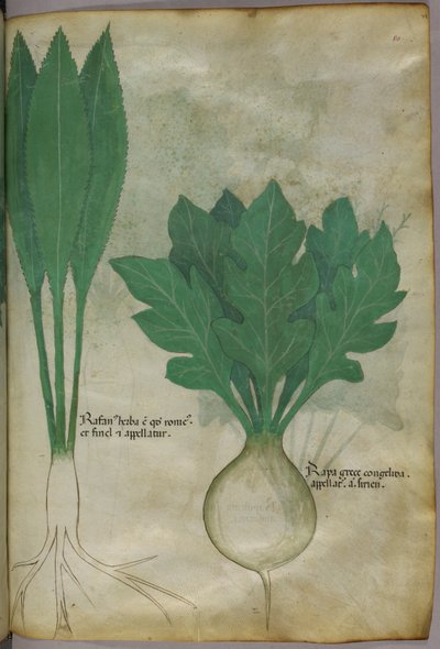 Ilustración botánica, c.1440 (tinta y color sobre vitela) de Italian School