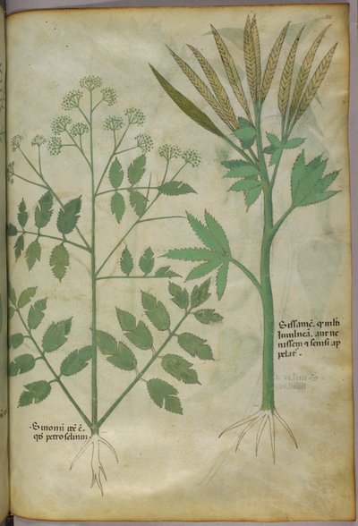 Ilustración botánica, c.1440 (tinta y color sobre vitela) de Italian School