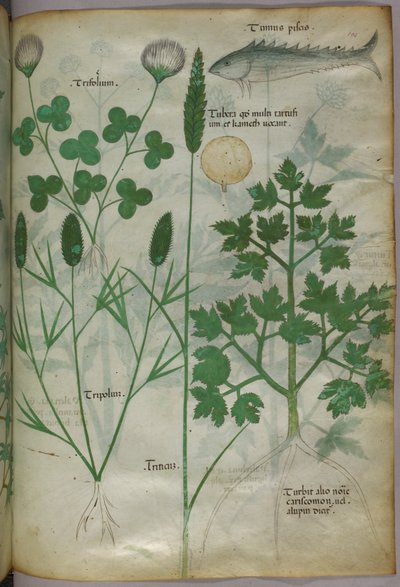 Ilustración botánica, c.1440 (tinta y color sobre vitela) de Italian School