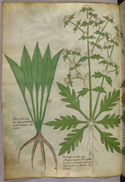 Ilustración botánica, c.1440 (tinta y color sobre vitela) de Italian School