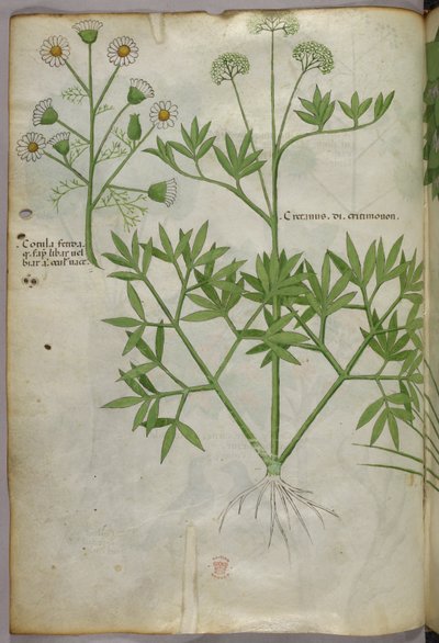 Ilustración botánica, c.1440 (tinta y color sobre vitela) de Italian School