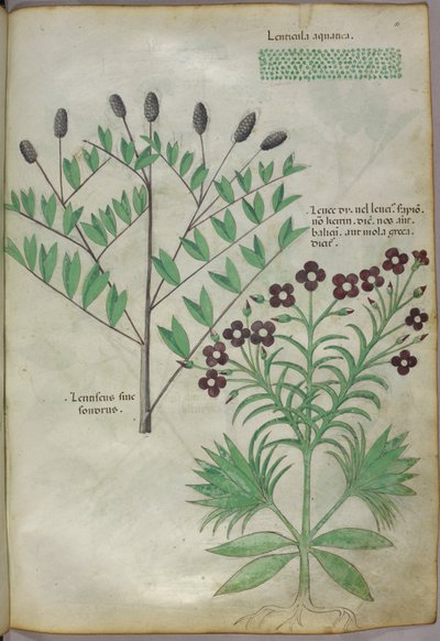 Ilustración botánica, c.1440 (tinta y color sobre vitela) de Italian School