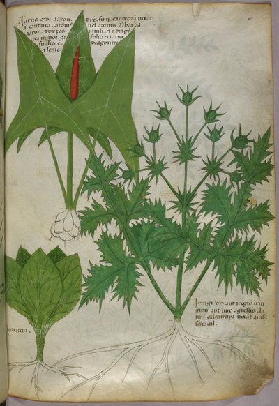 Ilustración botánica, c.1440 (tinta y color sobre vitela) de Italian School