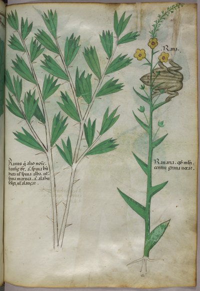 Ilustración botánica, c.1440 (tinta y color sobre vitela) de Italian School
