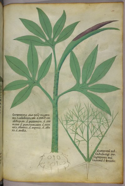 Ilustración botánica, c.1440 (tinta y color sobre vitela) de Italian School