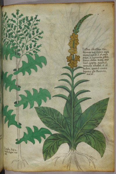 Ilustración botánica, c.1440 (tinta y color sobre vitela) de Italian School