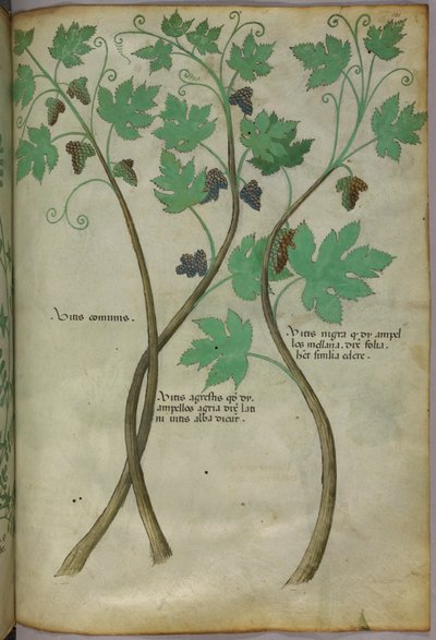Ilustración botánica, c.1440 (tinta y color sobre vitela) de Italian School