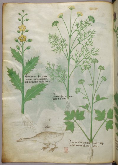 Ilustración botánica, c.1440 (tinta y color sobre vitela) de Italian School