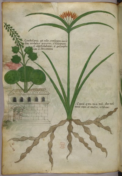 Ilustración botánica, c.1440 (tinta y color sobre vitela) de Italian School