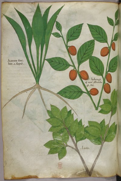 Ilustración botánica, c.1440 (tinta y color sobre vitela) de Italian School