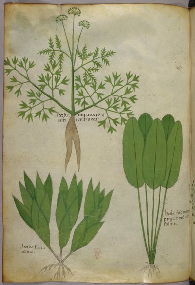 Ilustración botánica, c.1440 (tinta y color sobre vitela) de Italian School