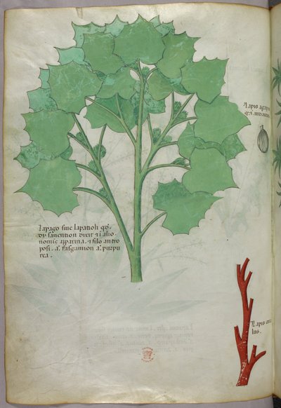 Ilustración botánica, c.1440 (tinta y color sobre vitela) de Italian School