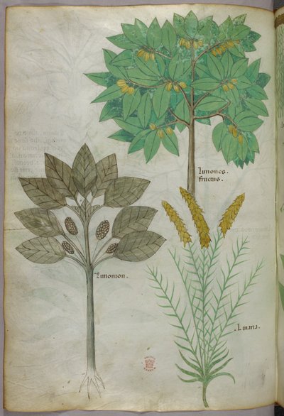 Ilustración botánica, c.1440 (tinta y color sobre vitela) de Italian School