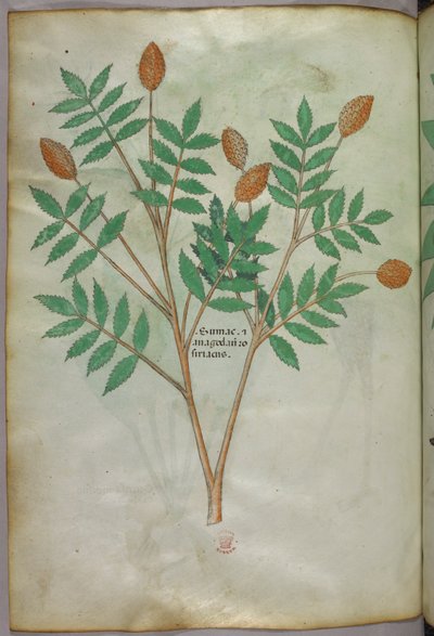 Ilustración botánica, c.1440 (tinta y color sobre vitela) de Italian School