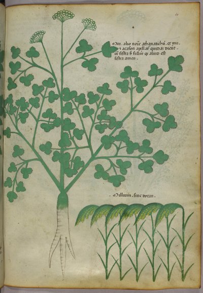 Ilustración botánica, c.1440 (tinta y color sobre vitela) de Italian School