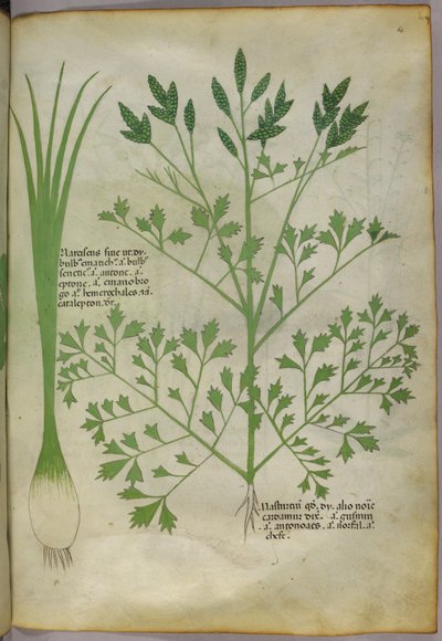 Ilustración botánica, c.1440 (tinta y color sobre vitela) de Italian School
