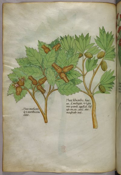 Ilustración botánica, c.1440 (tinta y color sobre vitela) de Italian School