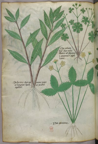 Ilustración botánica, c.1440 (tinta y color sobre vitela) de Italian School