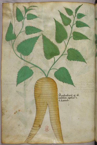 Ilustración botánica, c.1440 (tinta y color sobre vitela) de Italian School