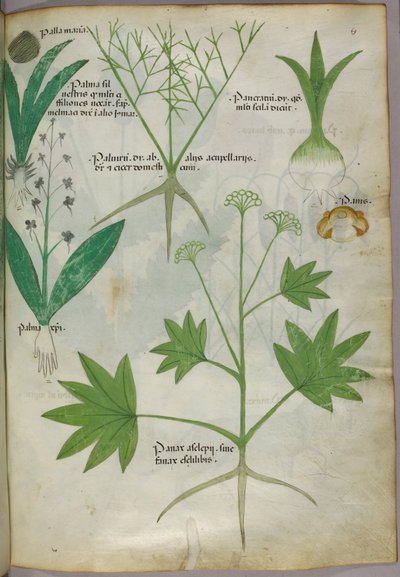 Ilustración botánica, c.1440 (tinta y color sobre vitela) de Italian School