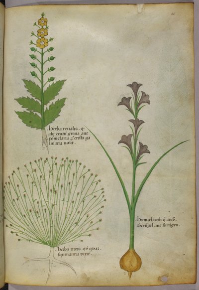 Ilustración botánica, c.1440 (tinta y color sobre vitela) de Italian School