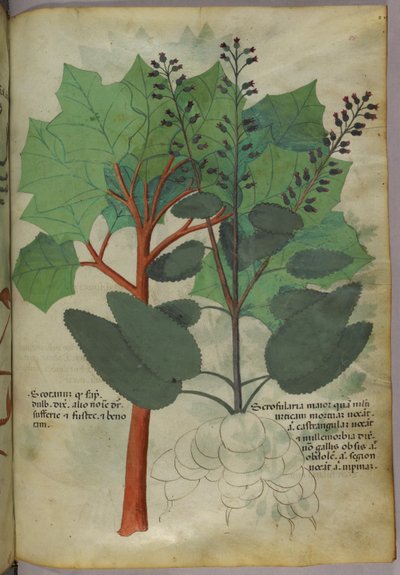 Ilustración botánica, c.1440 (tinta y color sobre vitela) de Italian School