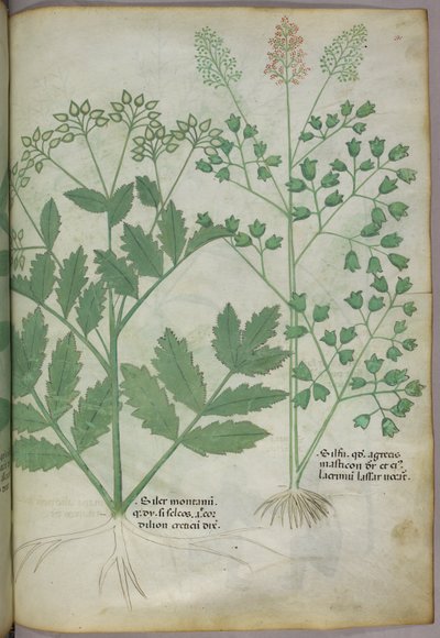 Ilustración botánica, c.1440 (tinta y color sobre vitela) de Italian School