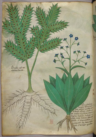 Ilustración botánica, c.1440 (tinta y color sobre vitela) de Italian School