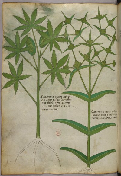 Ilustración botánica, c.1440 (tinta y color sobre vitela) de Italian School