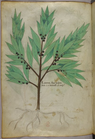 Ilustración botánica, c.1440 (tinta y color sobre vitela) de Italian School