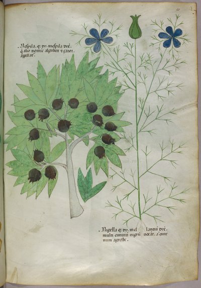 Ilustración botánica, c.1440 (tinta y color sobre vitela) de Italian School