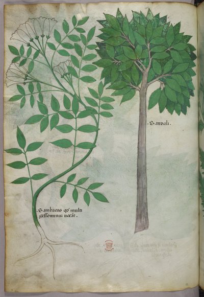 Ilustración botánica, c.1440 (tinta y color sobre vitela) de Italian School
