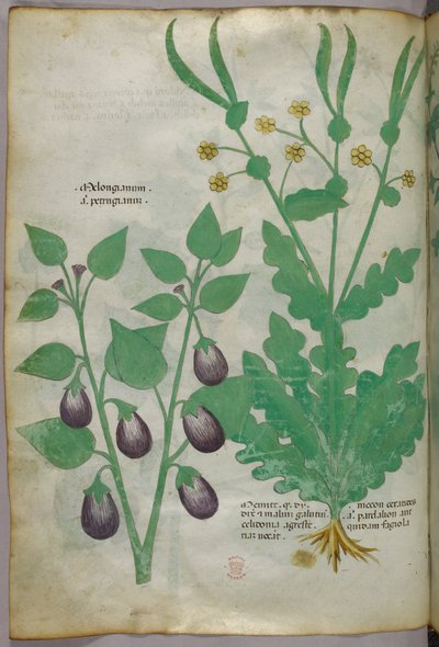 Ilustración botánica, c.1440 (tinta y color sobre vitela) de Italian School