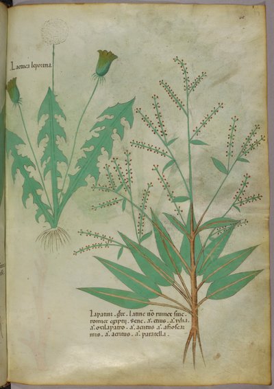 Ilustración botánica, c.1440 (tinta y color sobre vitela) de Italian School