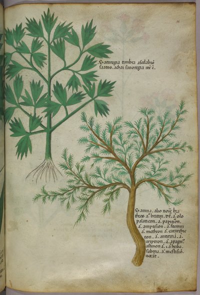 Ilustración botánica, c.1440 (tinta y color sobre vitela) de Italian School