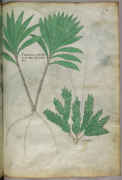 Ilustración botánica, c.1440 (tinta y color sobre vitela) de Italian School