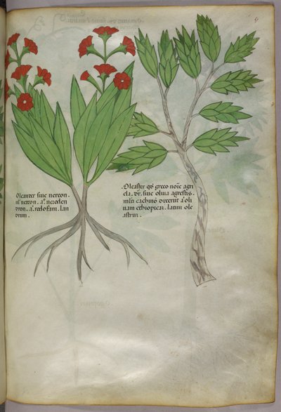 Ilustración botánica, c.1440 (tinta y color sobre vitela) de Italian School