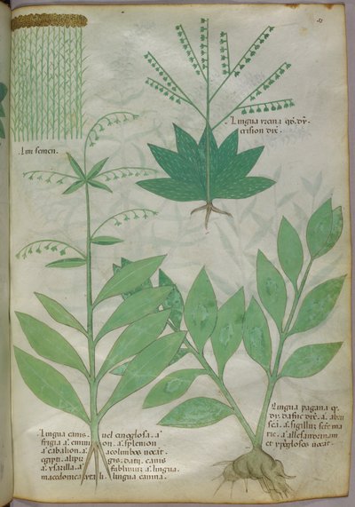Ilustración botánica, c.1440 (tinta y color sobre vitela) de Italian School