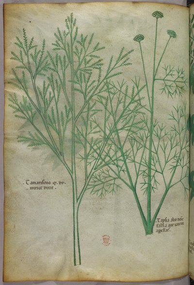 Ilustración botánica, c.1440 (tinta y color sobre vitela) de Italian School