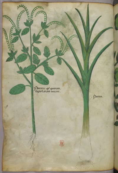 Ilustración botánica, c.1440 (tinta y color sobre vitela) de Italian School