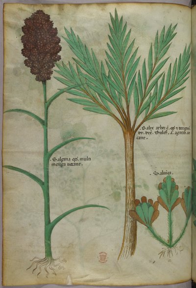 Ilustración botánica, c.1440 (tinta y color sobre vitela) de Italian School