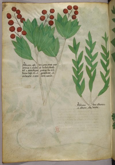 Ilustración botánica, c.1440 (tinta y color sobre vitela) de Italian School