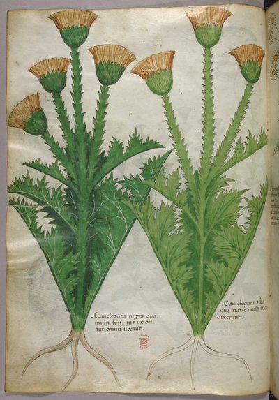 Ilustración botánica, c.1440 (tinta y color sobre vitela) de Italian School