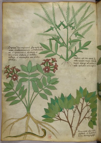 Ilustración botánica, c.1440 (tinta y color sobre vitela) de Italian School