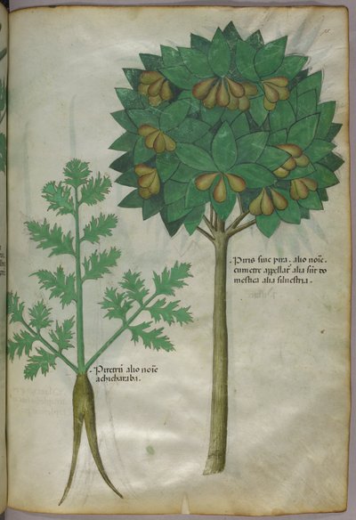 Ilustración botánica, c.1440 (tinta y color sobre vitela) de Italian School