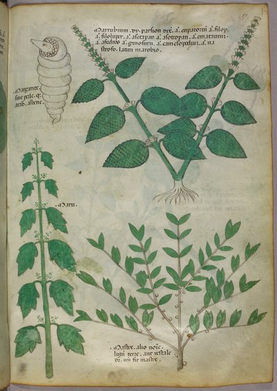 Ilustración botánica, c.1440 (tinta y color sobre vitela) de Italian School