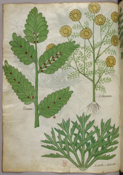 Ilustración botánica, c.1440 (tinta y color sobre vitela) de Italian School