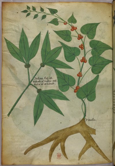 Ilustración botánica, c.1440 (tinta y color sobre vitela) de Italian School
