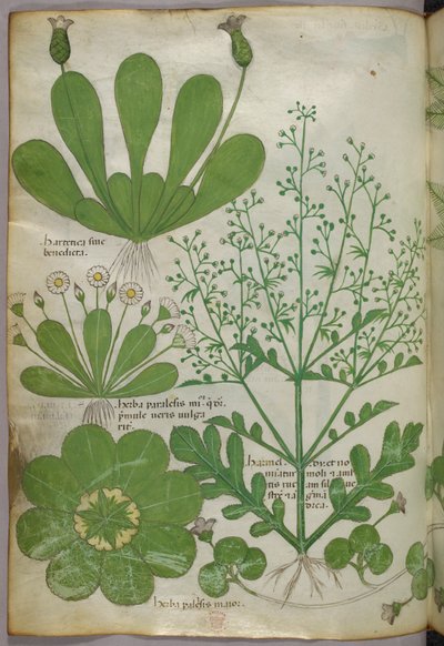 Ilustración botánica, c.1440 (tinta y color sobre vitela) de Italian School